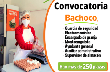 Bachoco abre proceso de selección – Empleo 2026